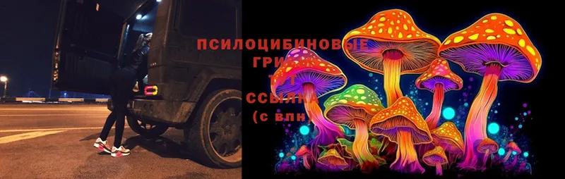 omg вход  Рубцовск  Псилоцибиновые грибы Psilocybe 